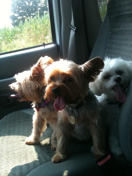 Picture of Phoebe, Smokey & Daisy